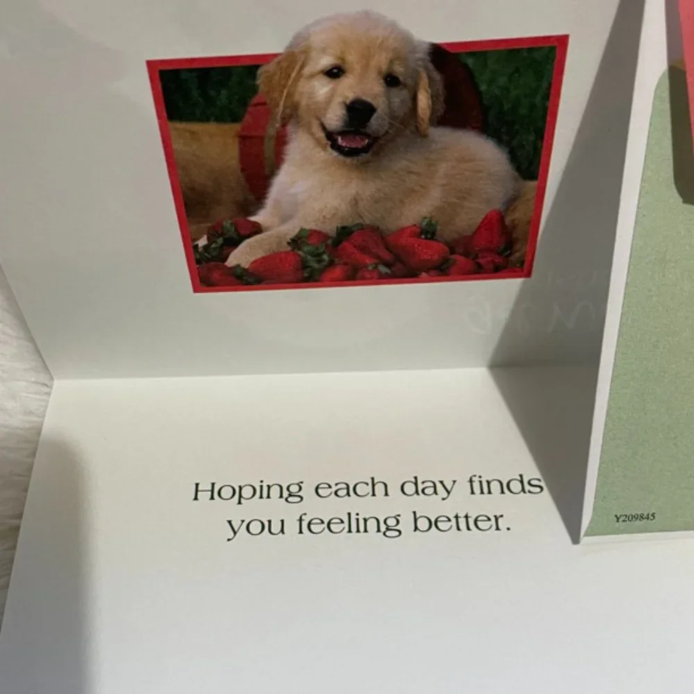 6 Assorted Greeting Cards Animals & Flowers matching print envelopes